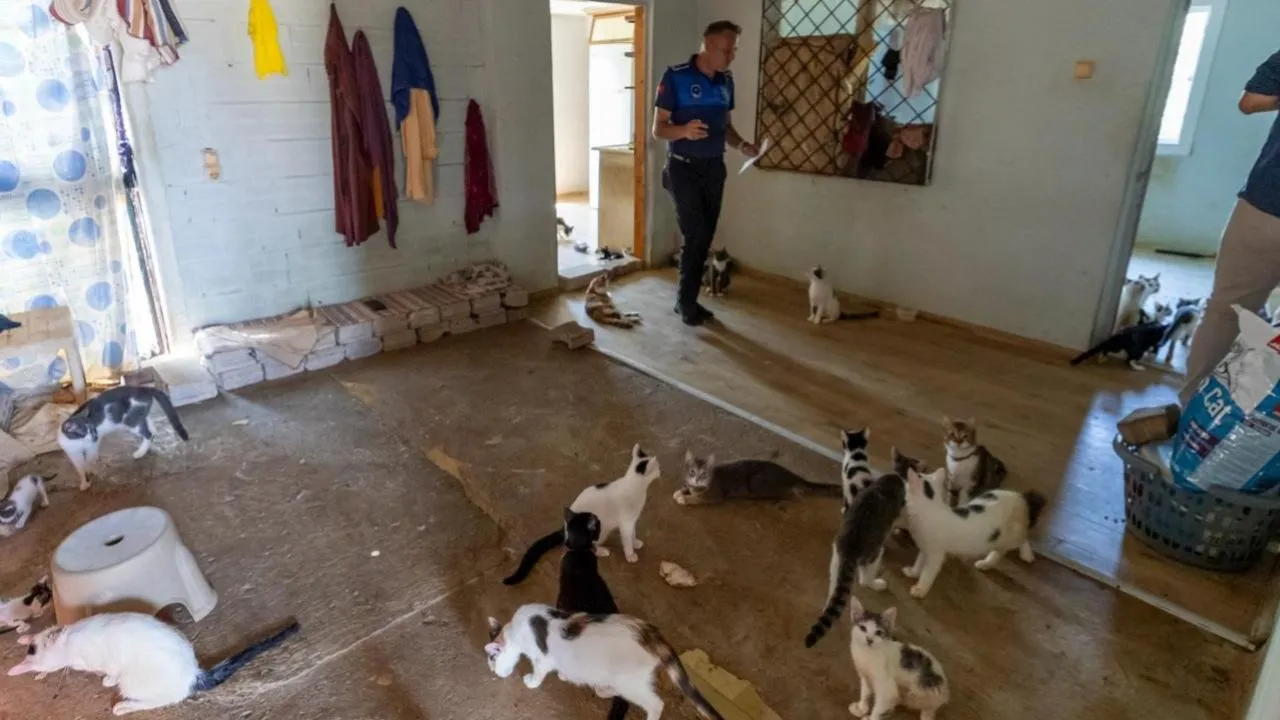 Çöp Sanılan Kokunun Sırrı Ortaya Çıktı: Evden 100 Kedi Çıktı!